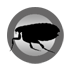 Fleas
