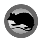 Rodents