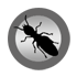 Termites